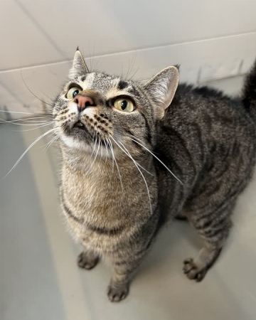 Nala