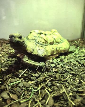 Sirocco