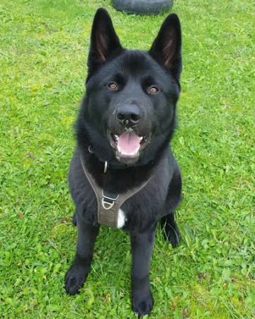 Odin