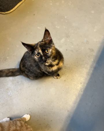 Paprika