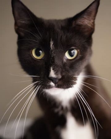 Ella