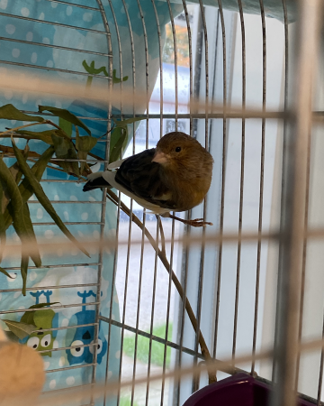 Mango