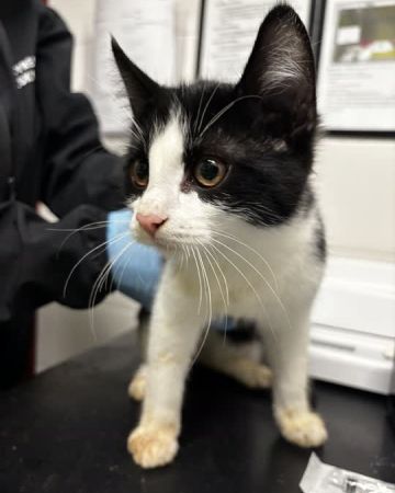 D-24985