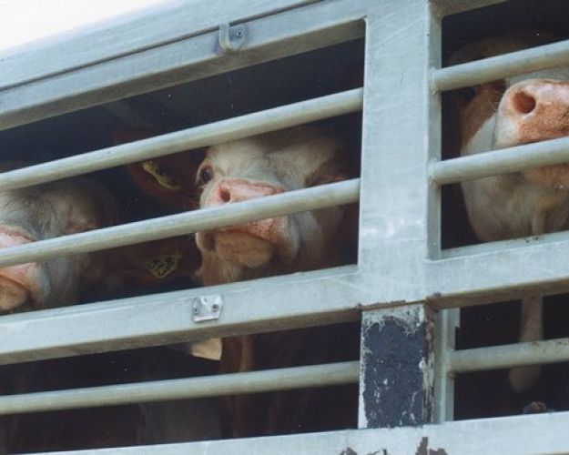 EU 