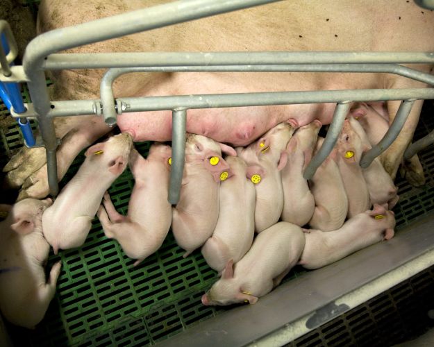 Pressede grise får klippet halerne af