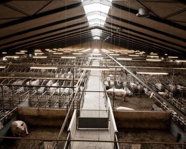 Det er ulovligt at halekupere smågrise rutinemæssigt, men alligevel får 97 pct. af alle danske grise klippet halen af. En ny undersøgelse foretaget af Dyrenes Beskyttelse viser, at danskerne hellere vil have grise med haler end billigt svinekød i køledisken. 