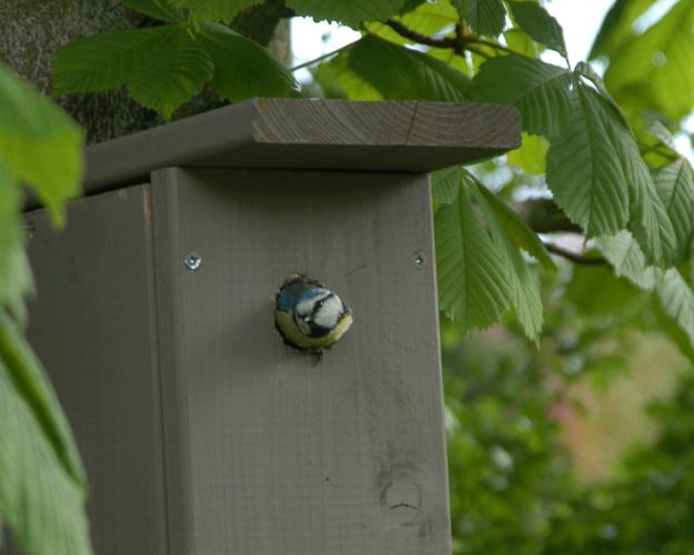 Fuglekasser forårsrengøring