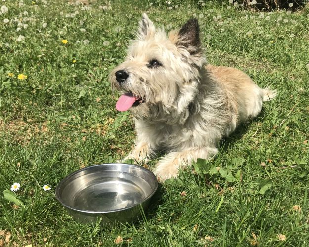 Lille hund i græsset med sin vandskål