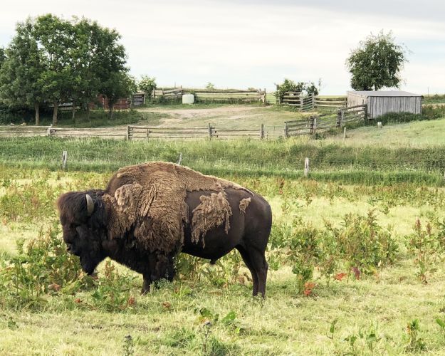 bison på Ditlevsdal