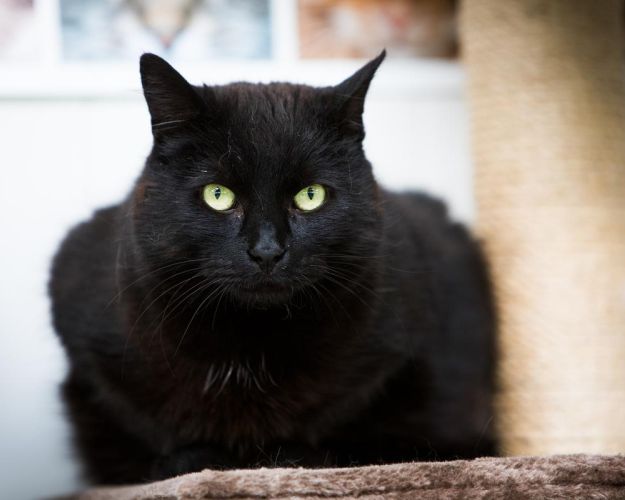 Sorte katte og killinger sidder længere tid på internatet. Foto: Kim Johnsen