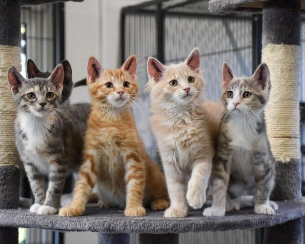 Fem katte sidder på et kradsetræ