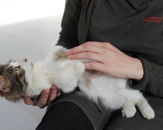 Katte har også deres eget sprog, og kommunikere på forskellige måder. 