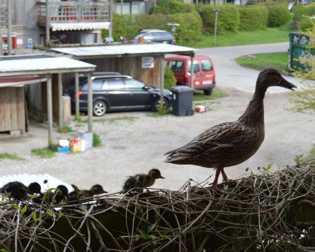 En andefamilie i en altankasse
