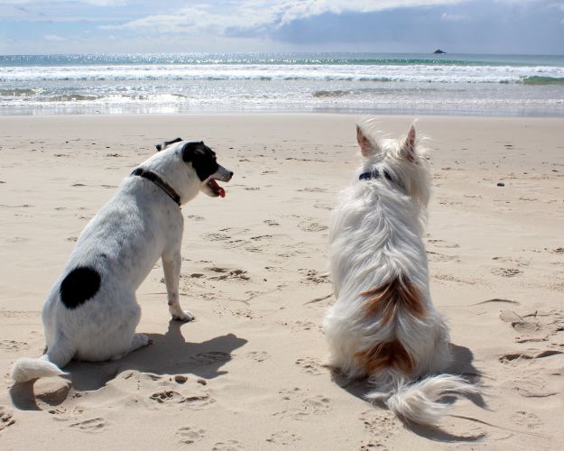 Strandhunde