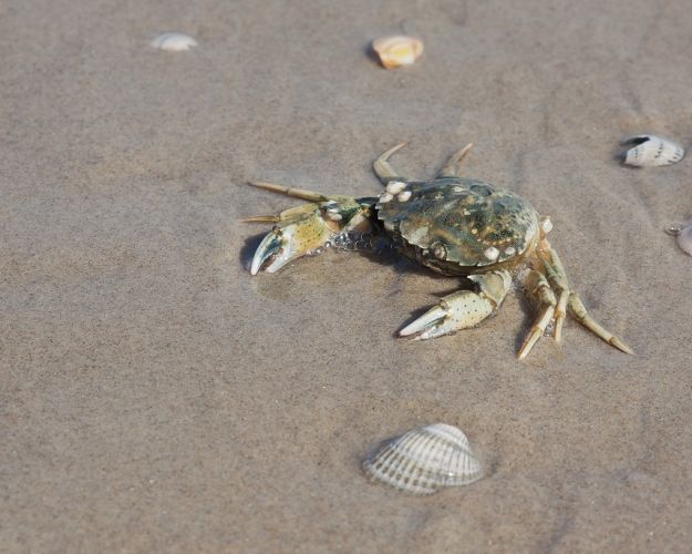 At fange krabber i vandkanten er en yndet sommeraktivitet for mange danske familier