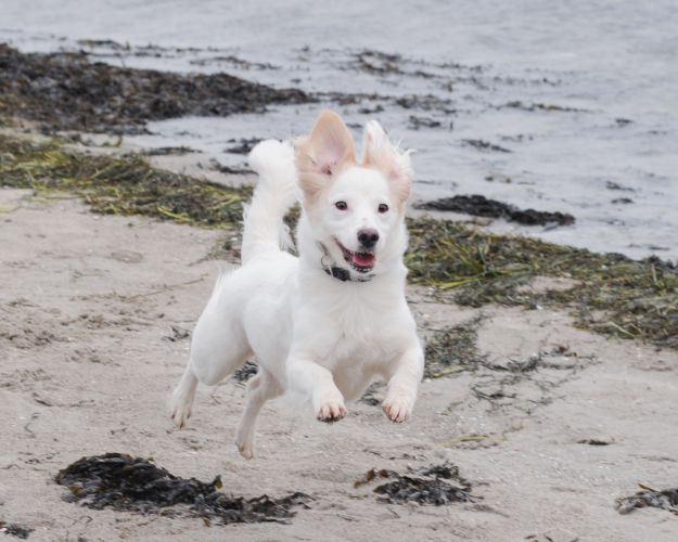 Strandhund