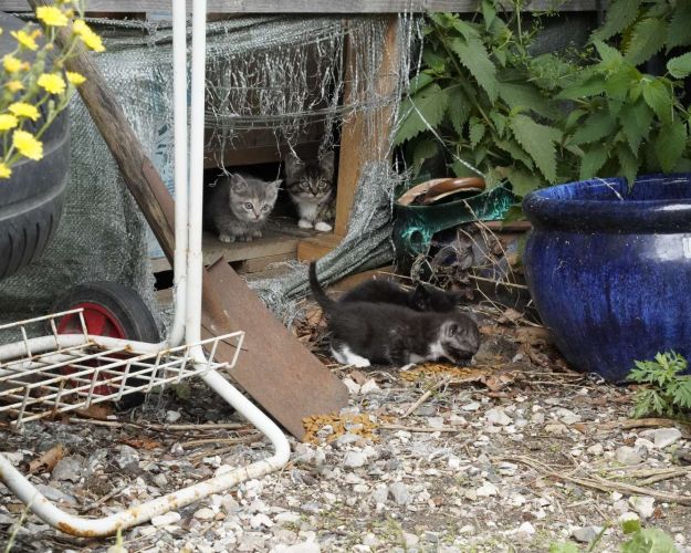 ejerløse katte
