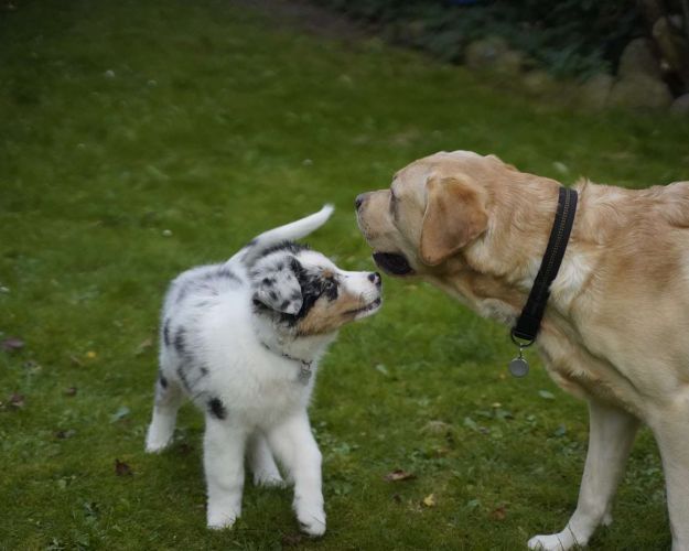 sociale hunde