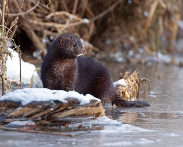 Mink i naturen