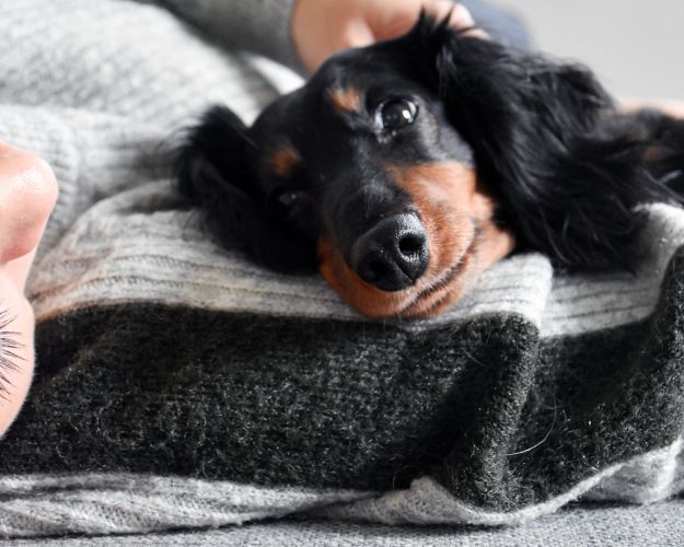 Hunde og mennesker har været kammerater i tusinder af år