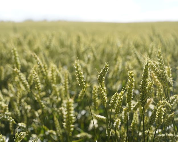 Danmark skal producere meget mere føde til mennesker i stedet for foder til dyr