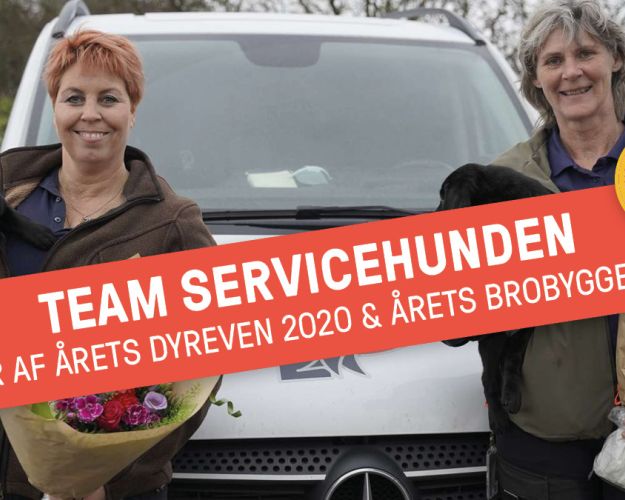 Vinderne af Årets Dyreven 2020 er fundet