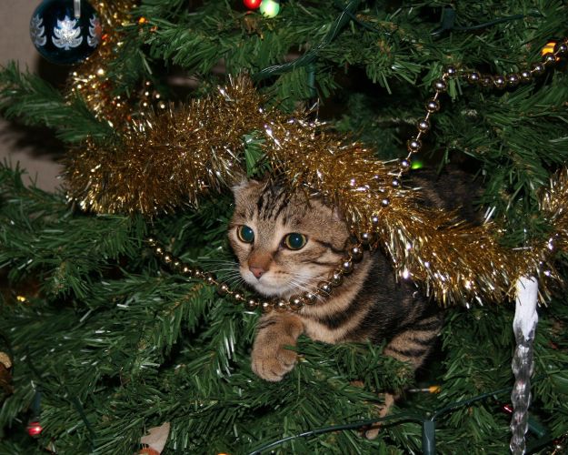 julekat