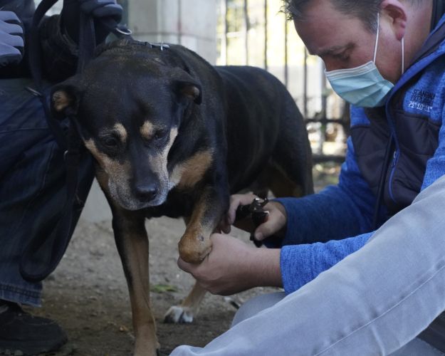 Hund tjekkes af dyrlægen