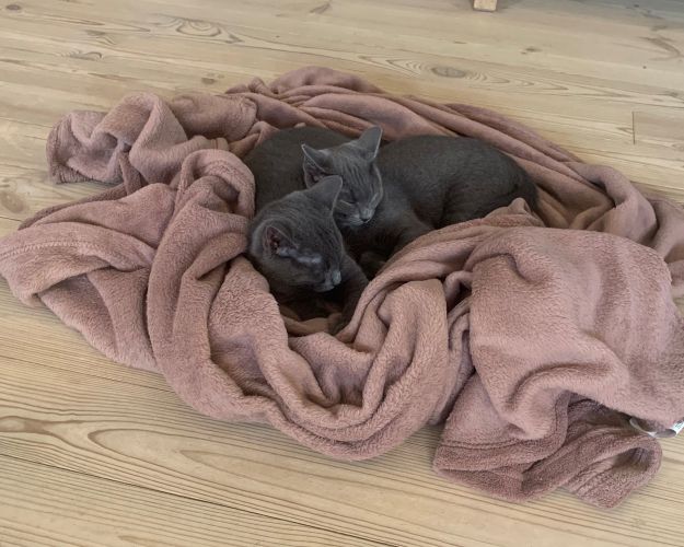 Max og Carla