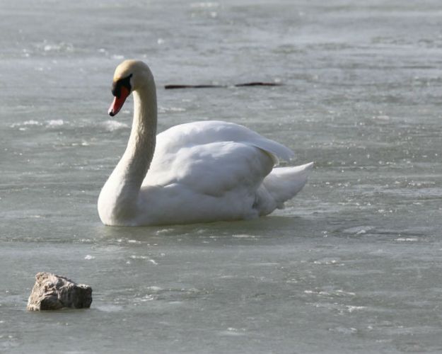 Svane på frossen sø