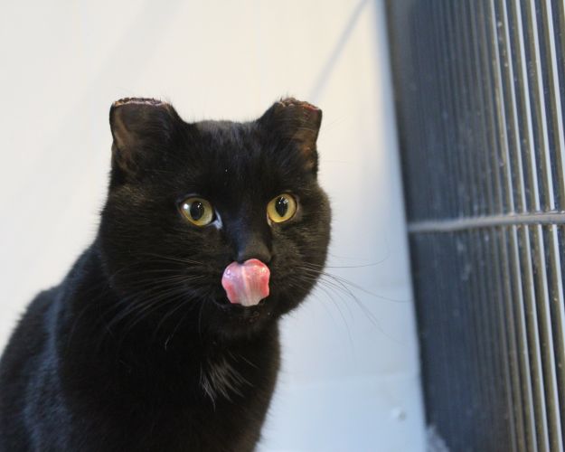 Katten Per