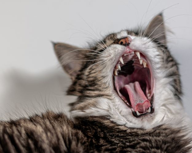Kattes tænder