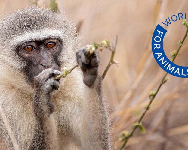 World Federation for Animals arbejder for alle dyr