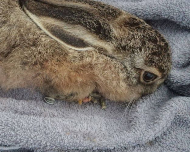 Harekilling fundet
