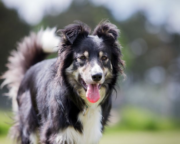 Senior hund