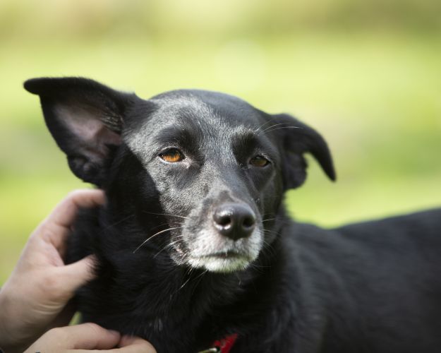Senior hund Roskilde