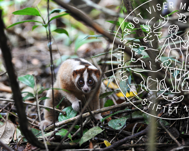 Slow loris
