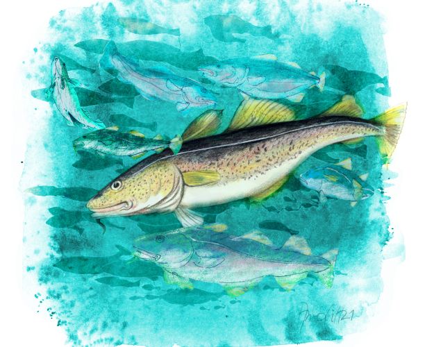 Illustration af torsk ved Anne-Sophie Helger