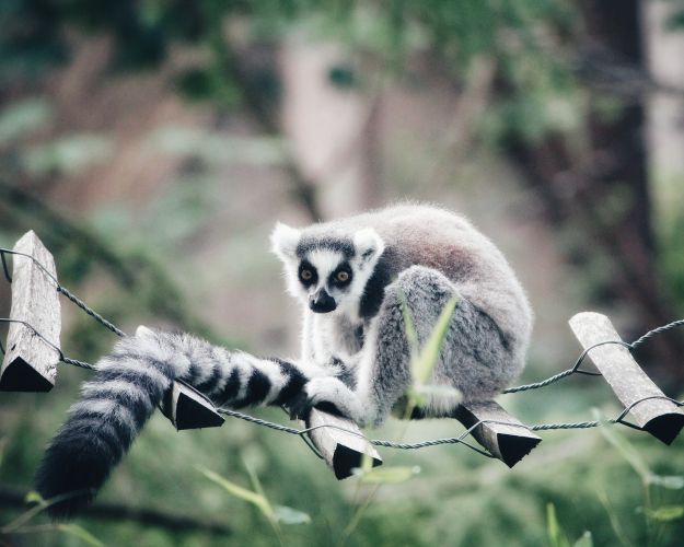 En lemur i zoologisk have