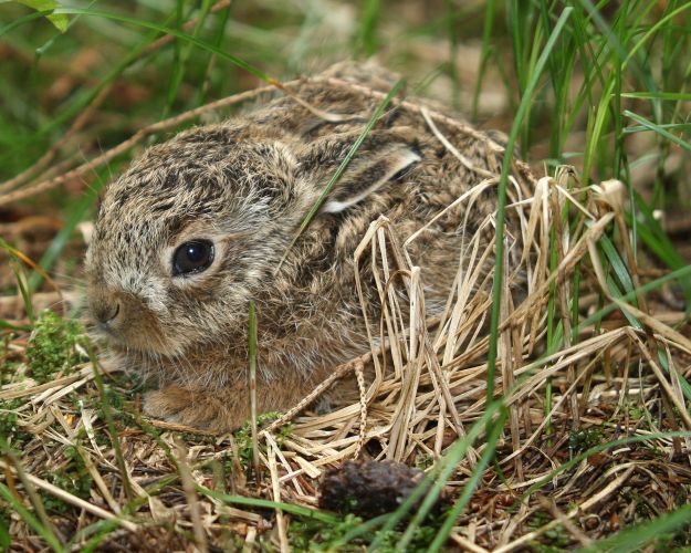 Harekilling
