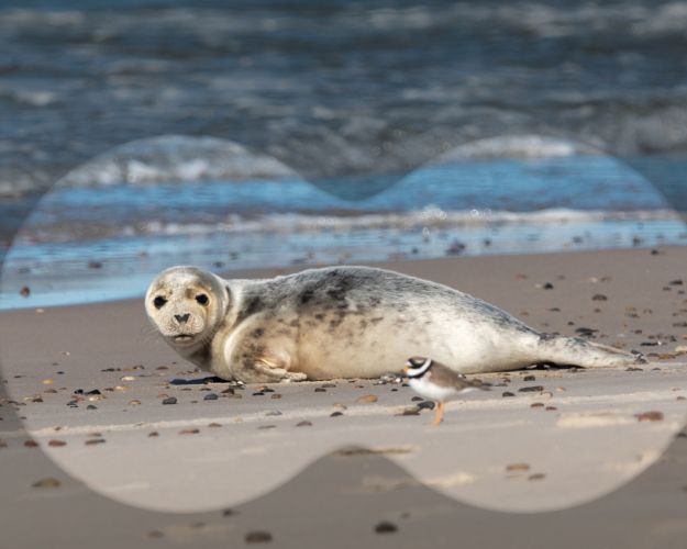 Sæl og stor præstekrave på strand