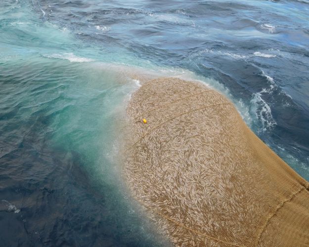Herring caught in net 