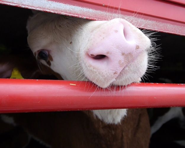 Stop lange dyretransporter