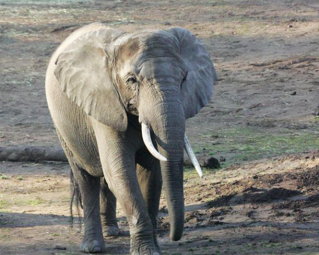 Pensioneret elefant får nye venner