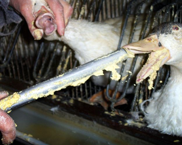 Tvangsfodring i foie gras-produktionen