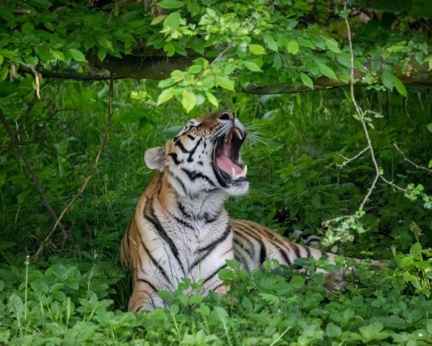 Europas største tigeranlæg er åbnet