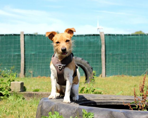 Hund Fyn