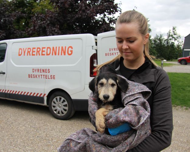 19 hunde reddet i stor dyreværnssag