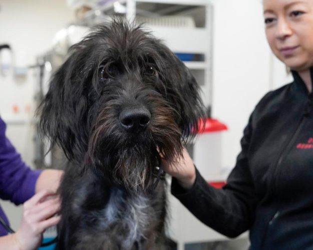 Hund undersøges af dyrlæge