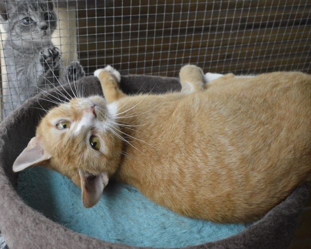 Katten Lærke er kommet sig helt efter opholdet i campingvognen